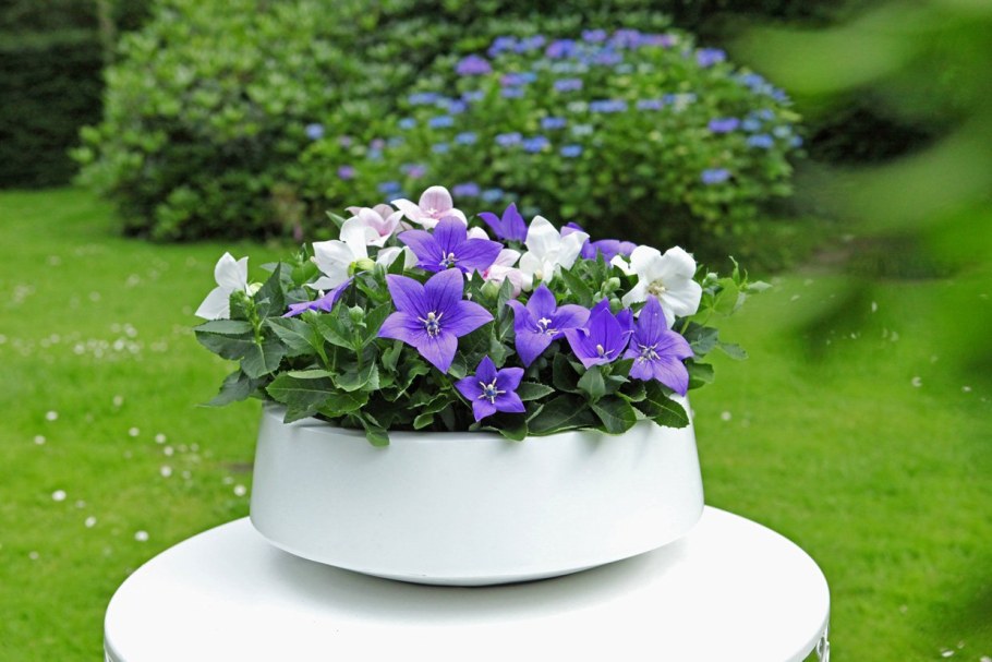 Колокольчик платикодон