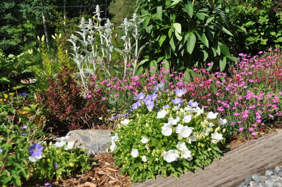 Колокольчик Карпатский на альпийской Горке