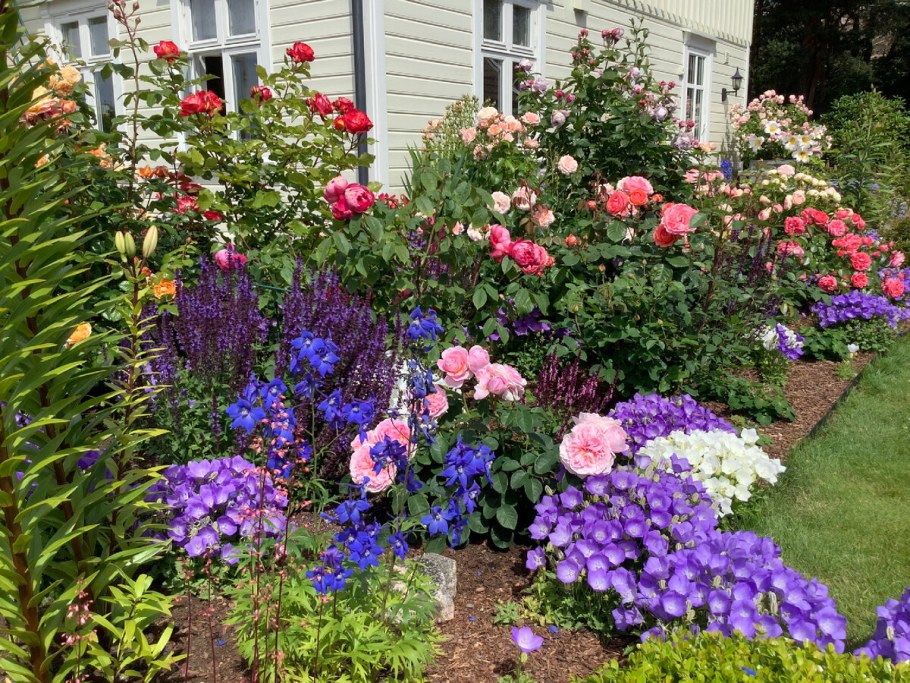 Роза schone Koblenzerin