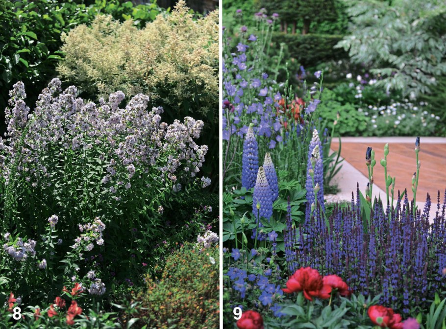 Колокольчик молочноцветковый голубой