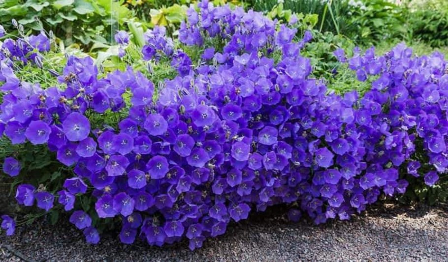 Колокольчик Карпатский (Campanula Carpatica)