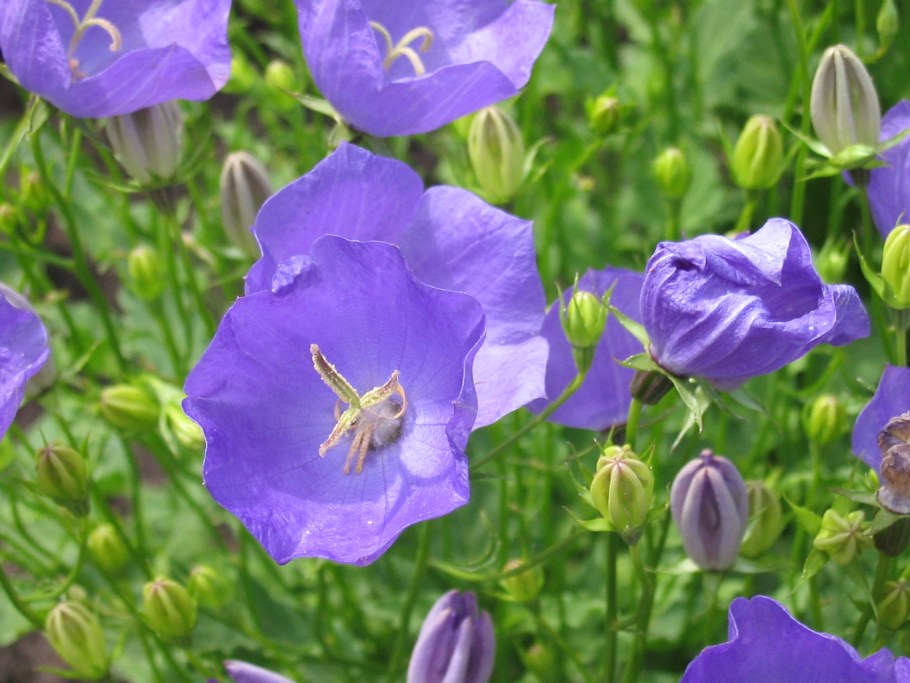 Колокольчик Карпатский голубой