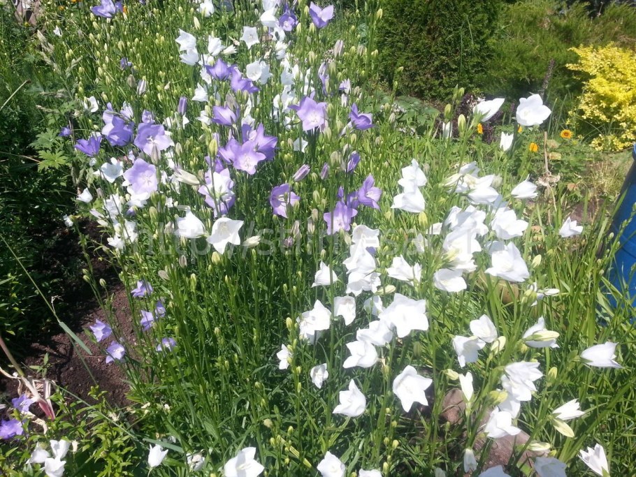 Колокольчик Карпатский Белогорье