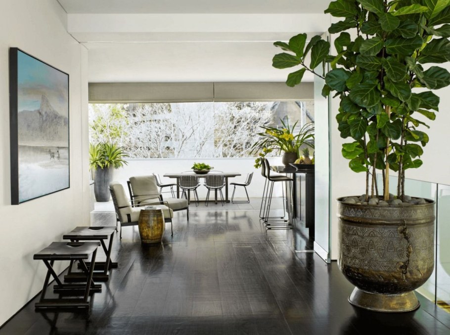 Фикус фитодизайн