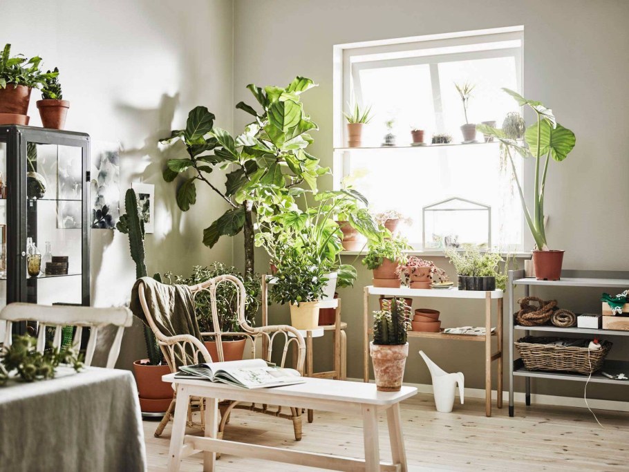 Комнатные растения в интерьере