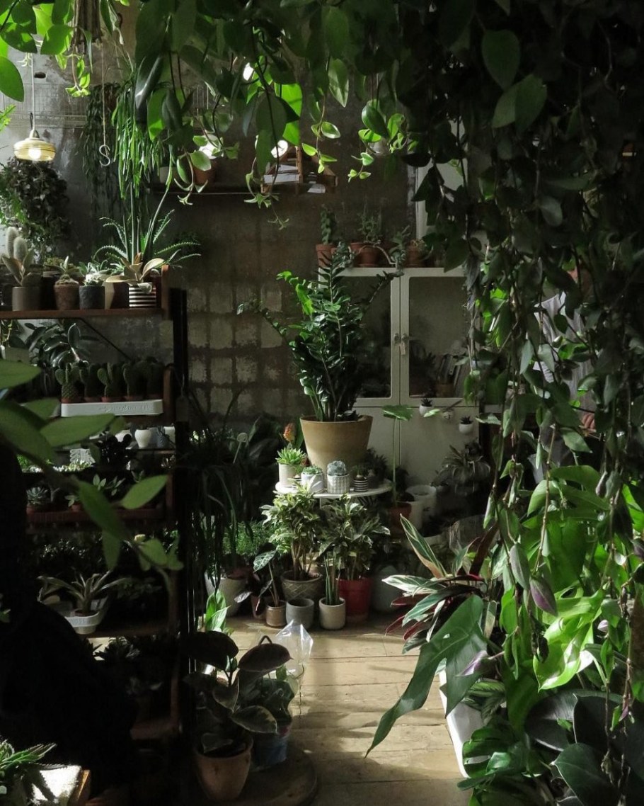 Джангл кафе оранжерея