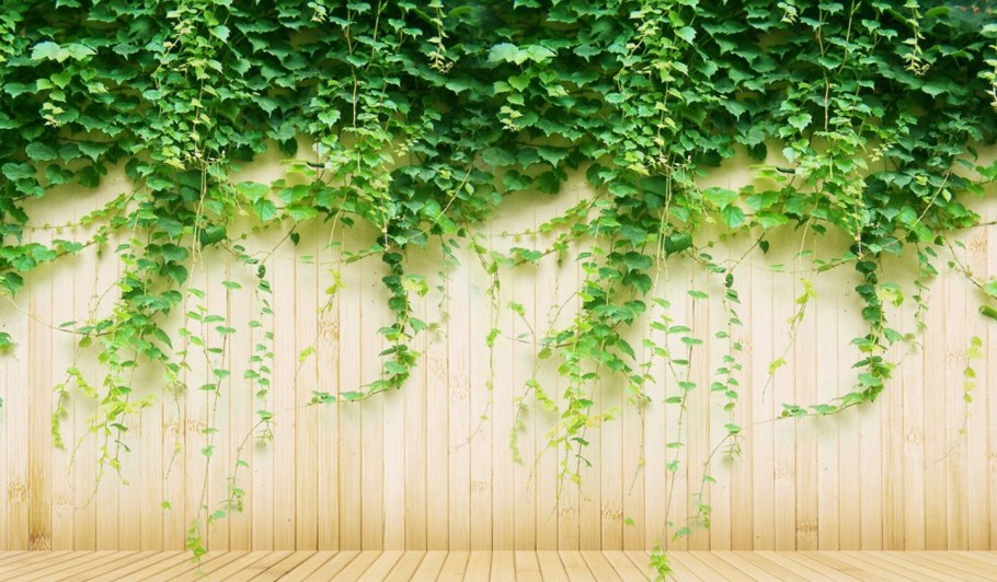 Лианы на стене