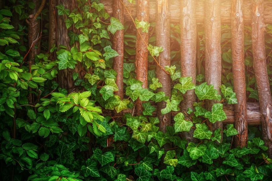 Плющ обыкновенный