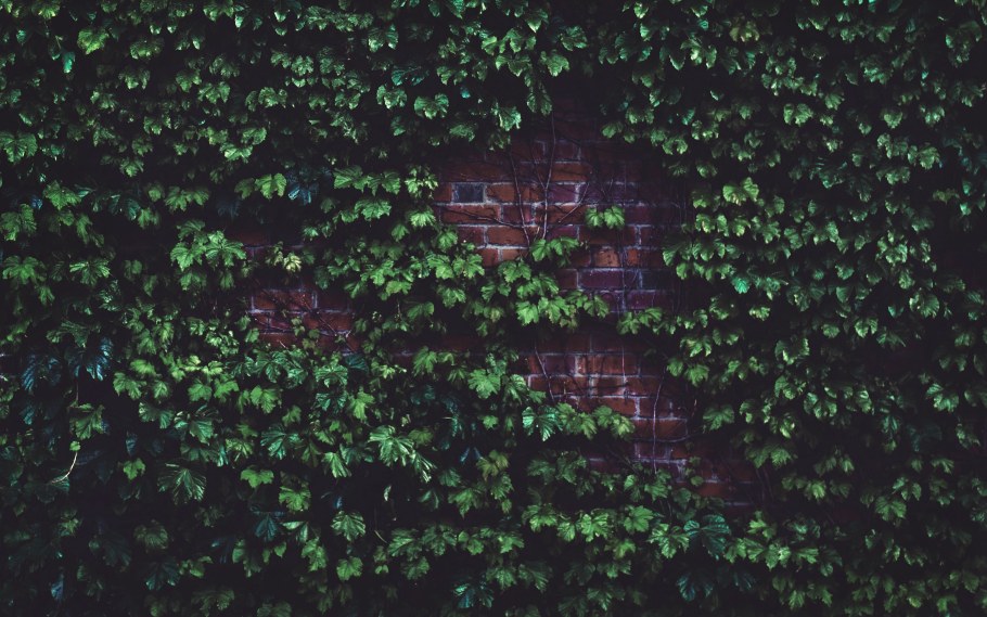 Плющ на стене