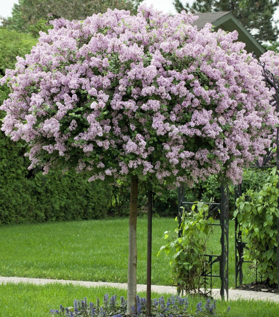 Сирень Палибин на штамбе