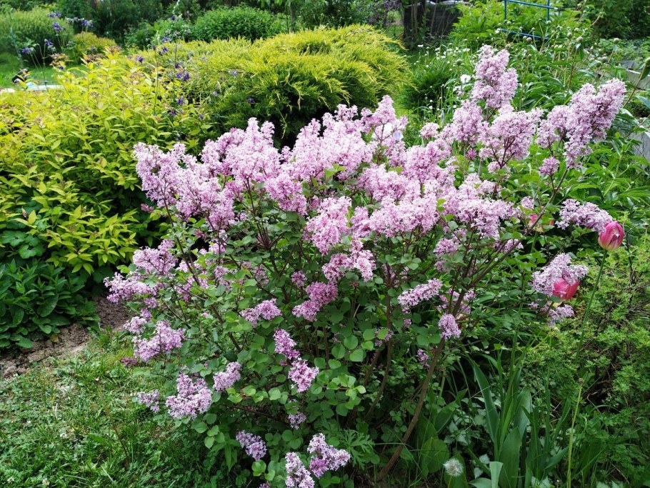 Сирень Мейера Палибин