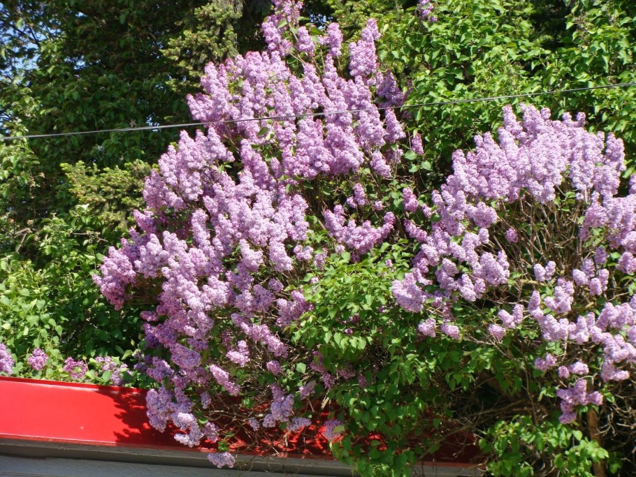 Штамбовая сирень Палибин