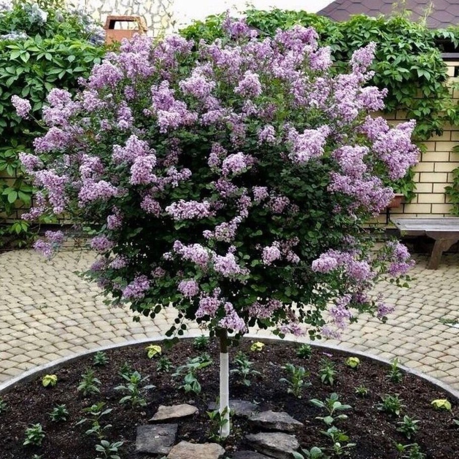 Сирень Мейера Палибин