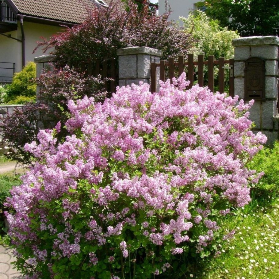 Сирень Мейера Флауэрфест