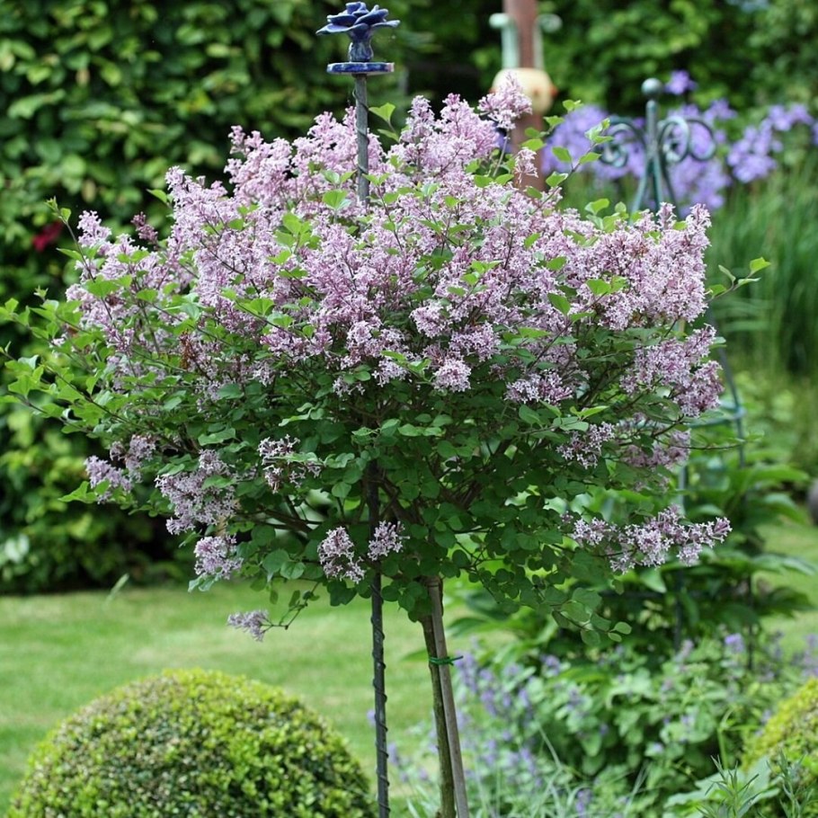 Сирень Мейера Palibin c2 15-20