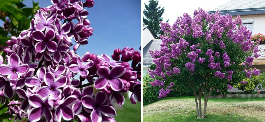 Сирень обыкновенная сенсация