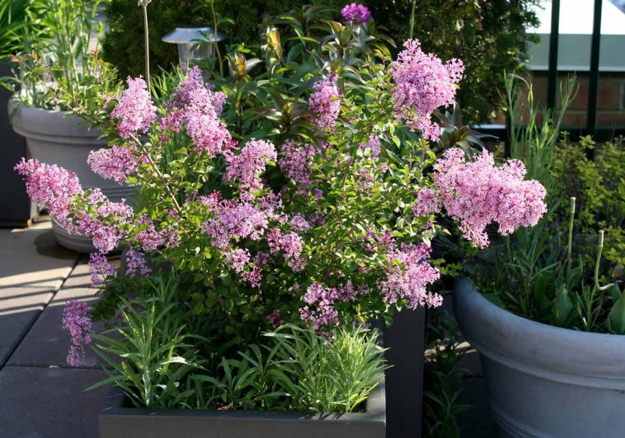 Сирень карликовая Мейера Палибин