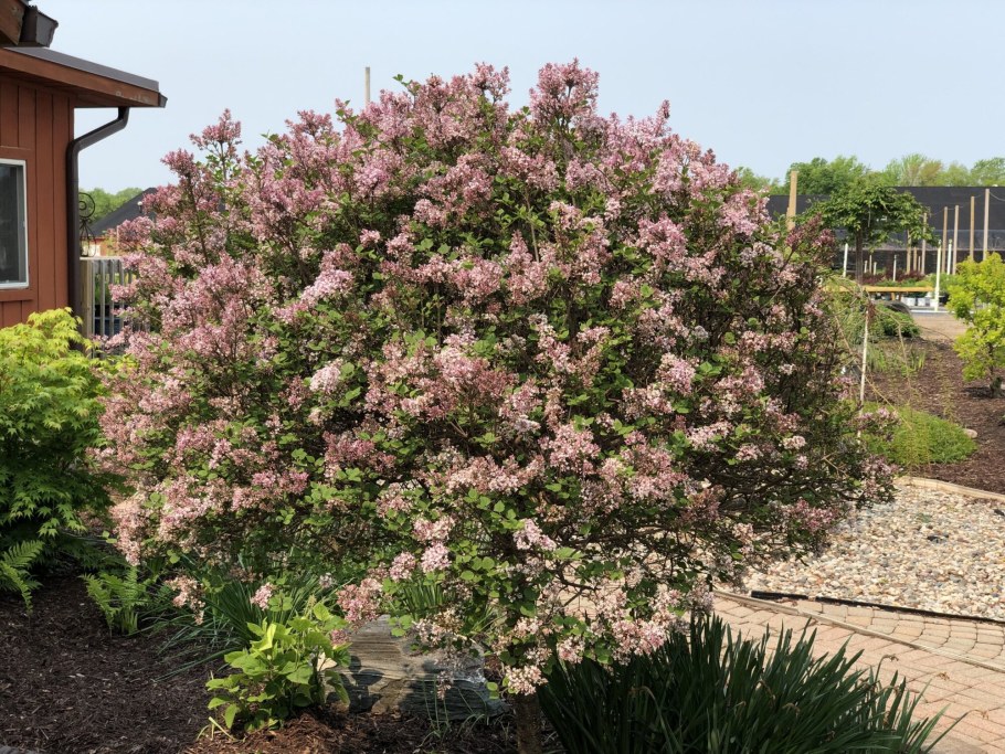 Сирень Мейера Палибин на штамбе