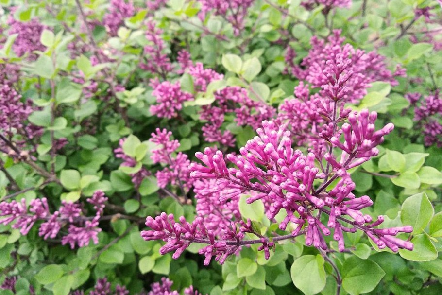 Сирень карликовая Палибин