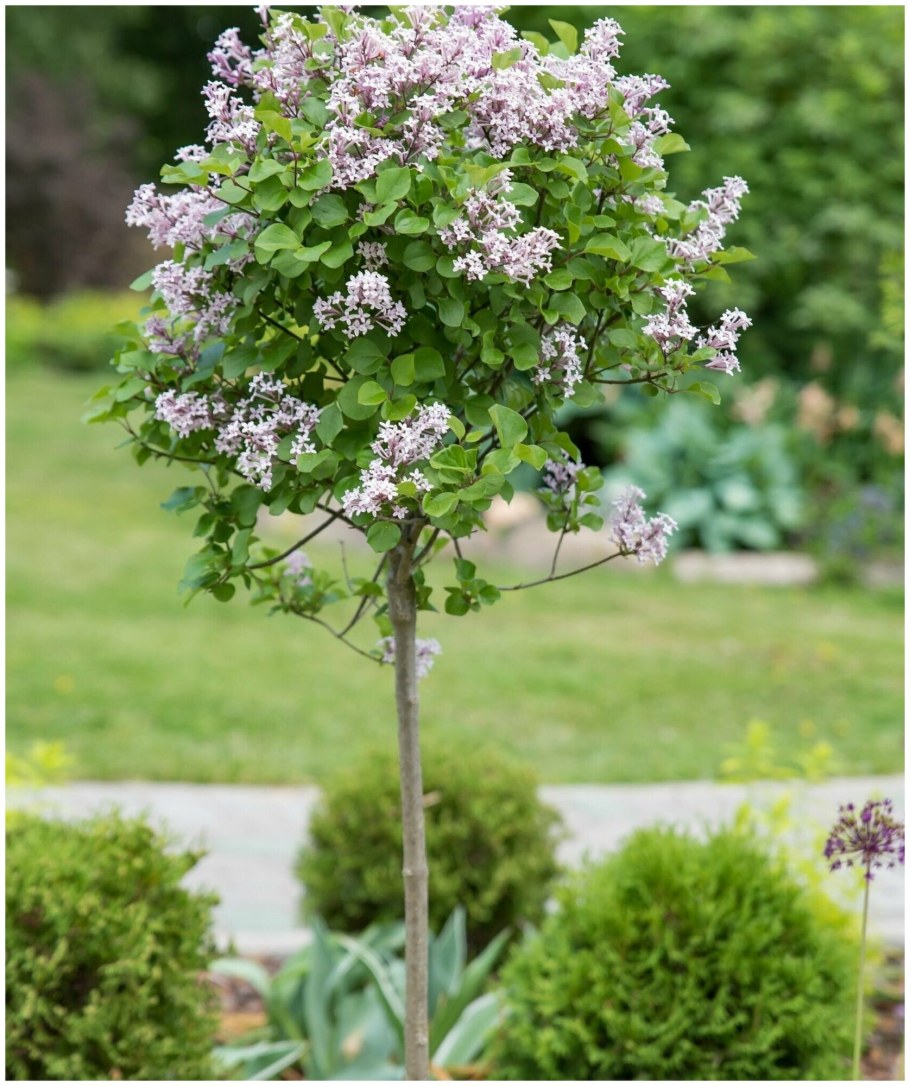 Сирень Мейера Палибин