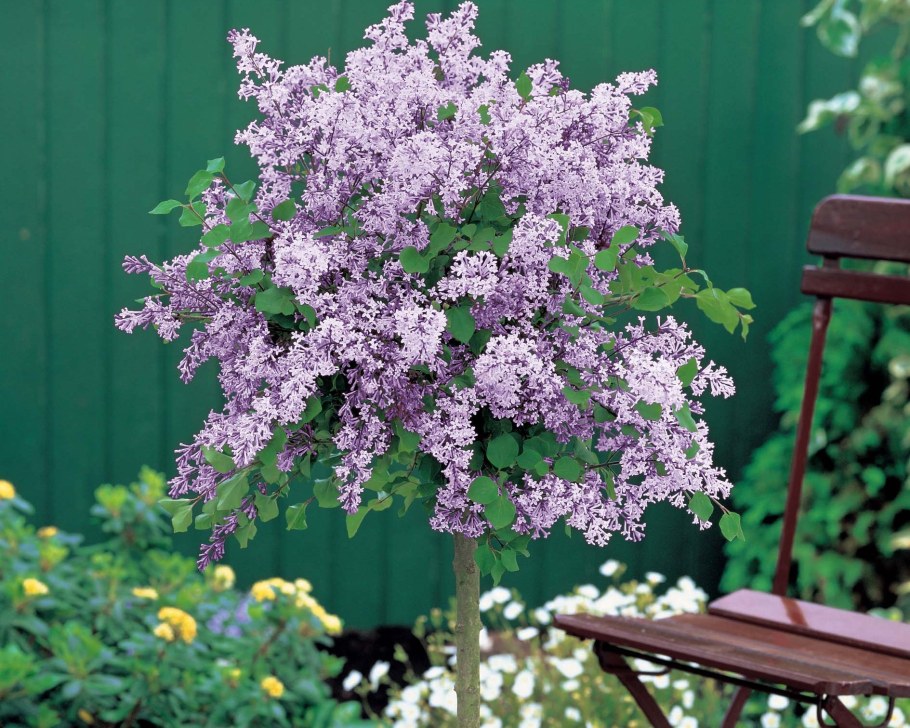 Штамбовая сирень Палибин