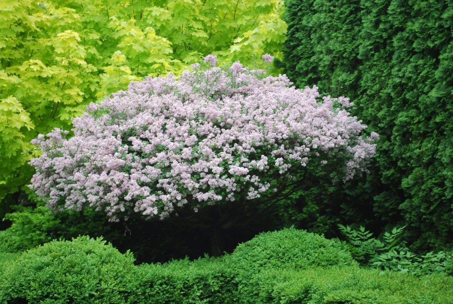 Сирень Мейера Палибин бордюрная