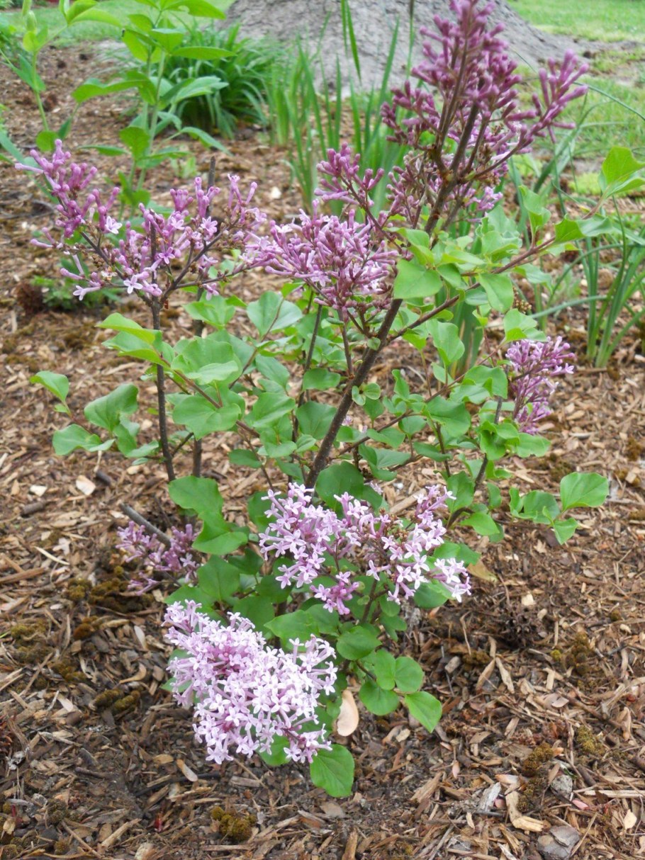 Сирень Палибин