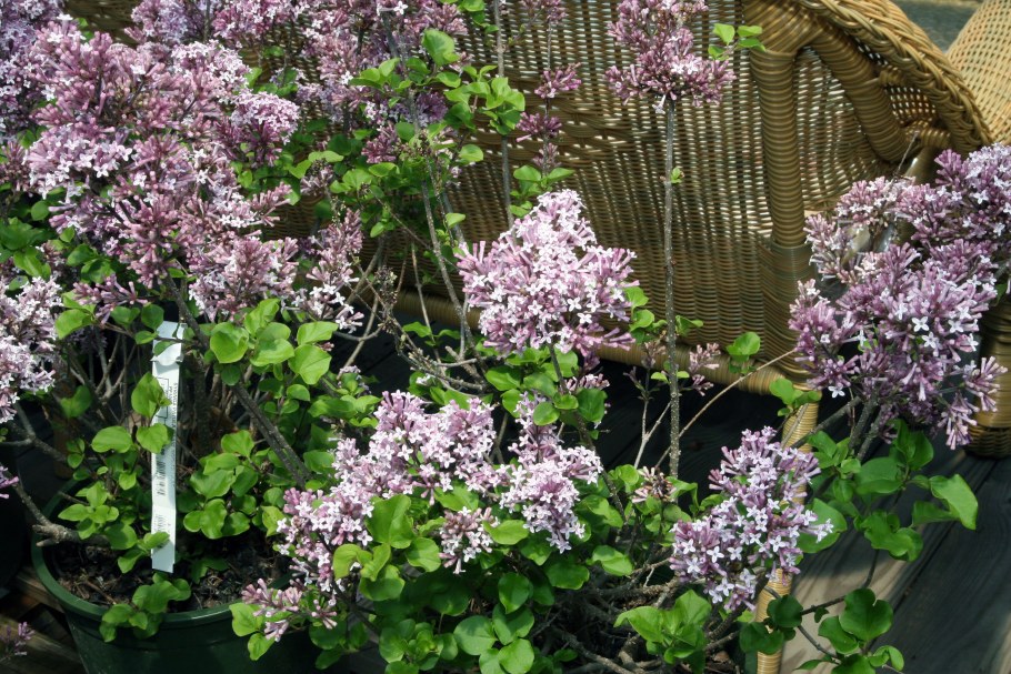 Сирень Мейера