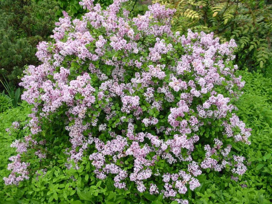 Сирень Палибин