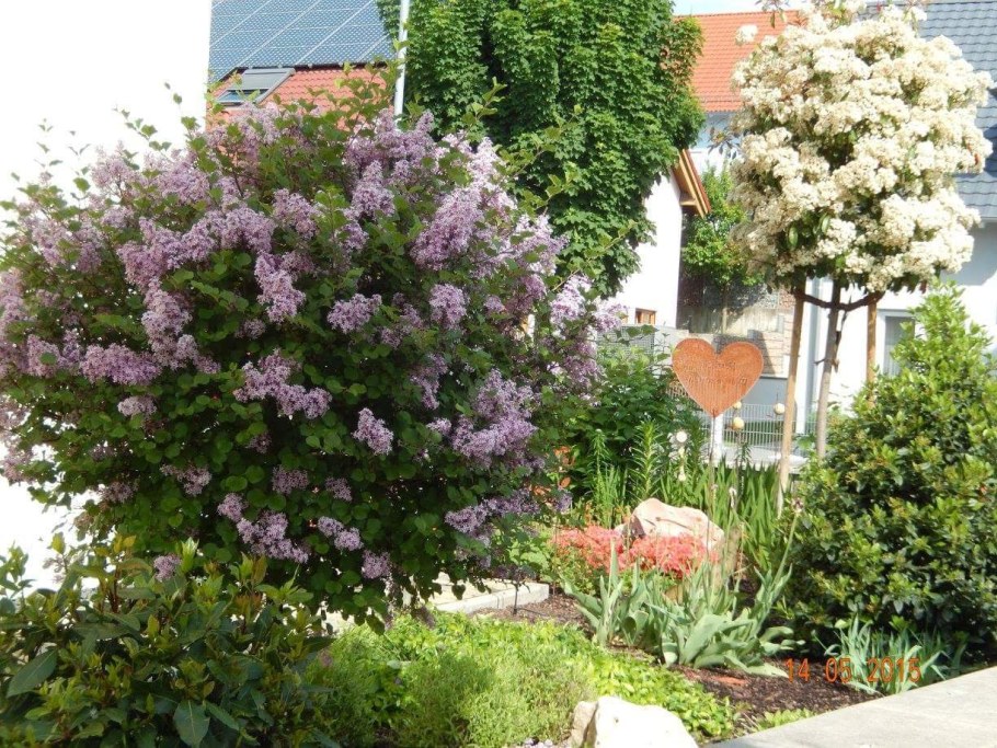 Штамбовая сирень Мейера