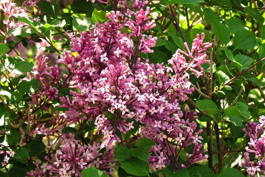 Сирень карликовая Палибин