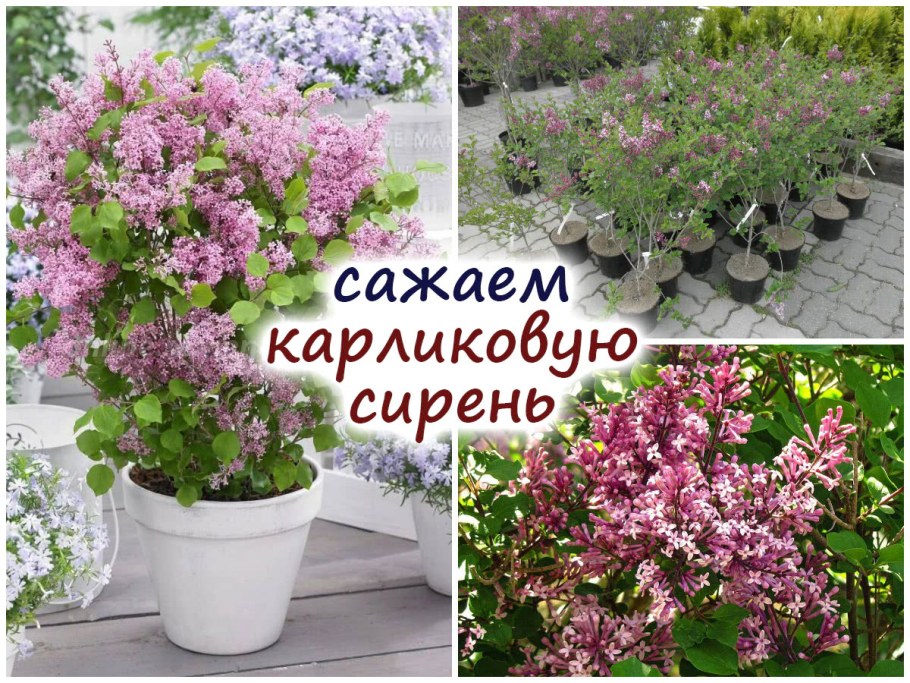 Сирень Мейера Фловерфеста пурпле