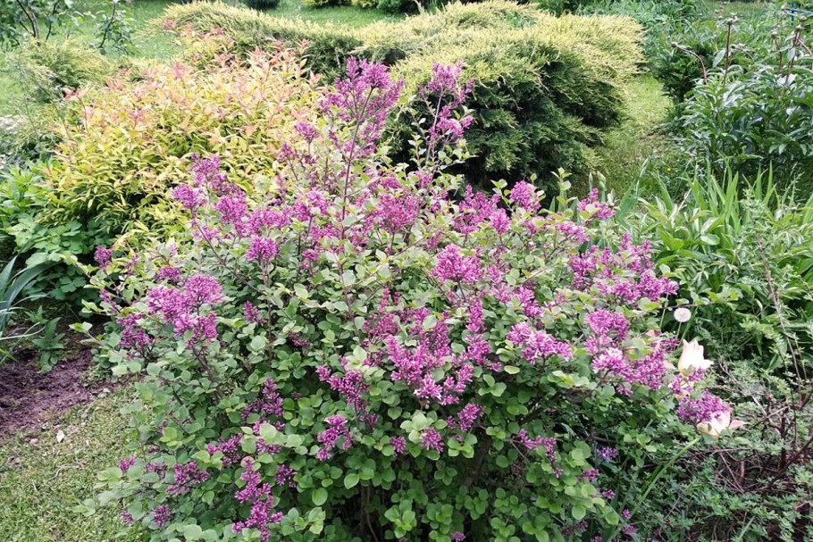 Сирень Палибин фото и описание