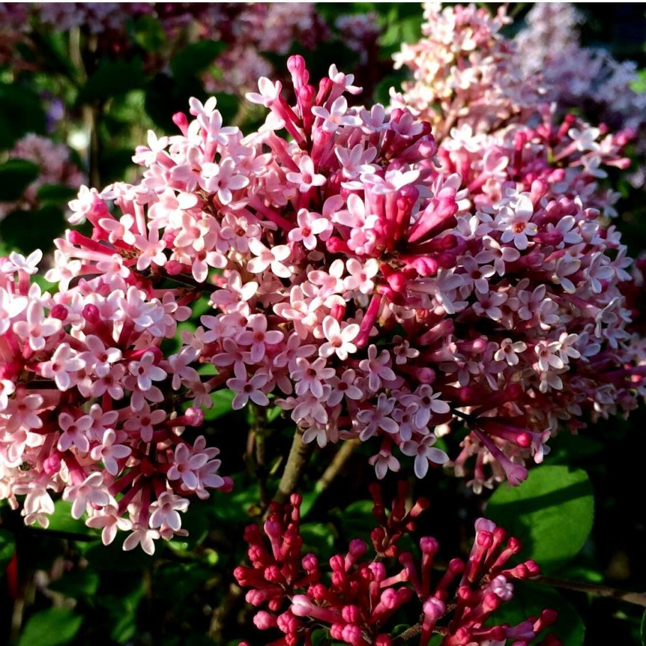 Сирень Мейера ред Пикси