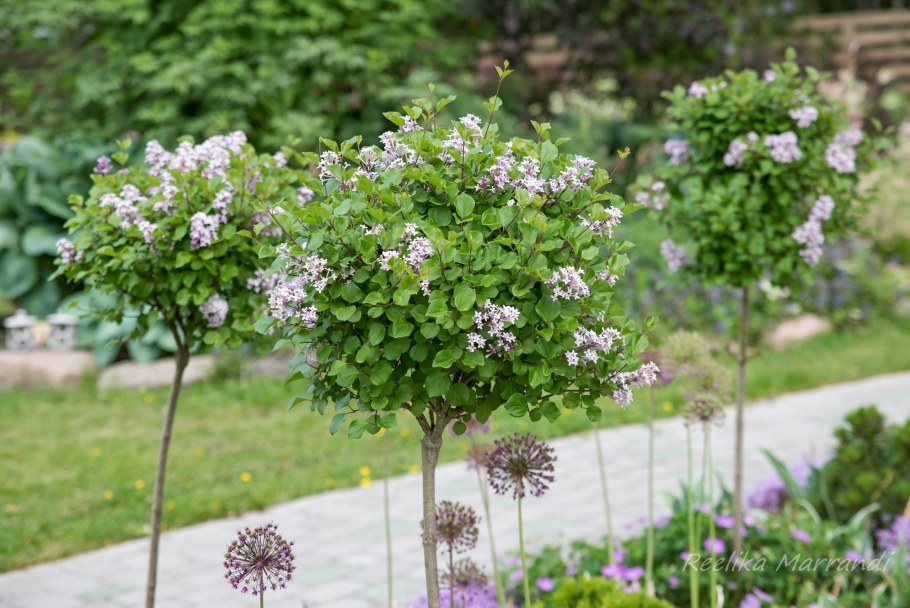 Штамбовая сирень Палибин