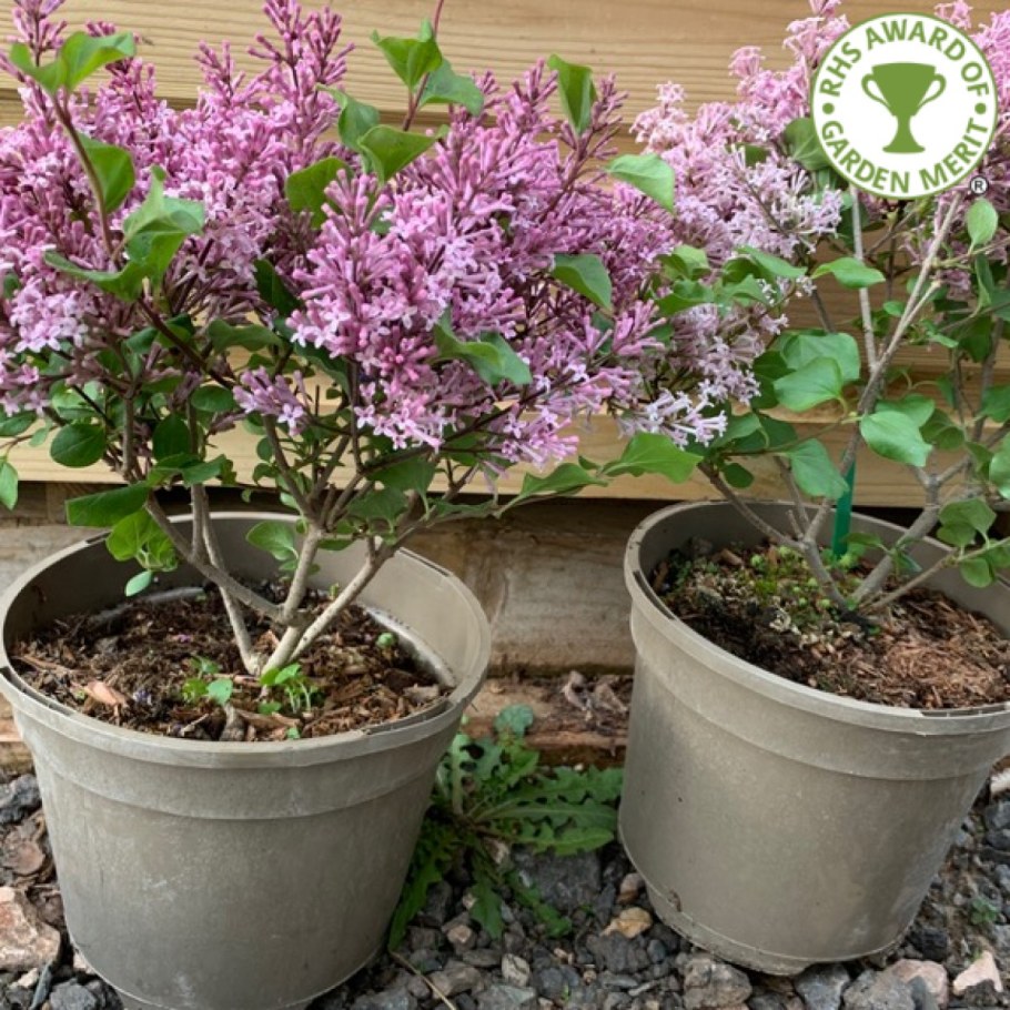 Сирень Мейера Палибин