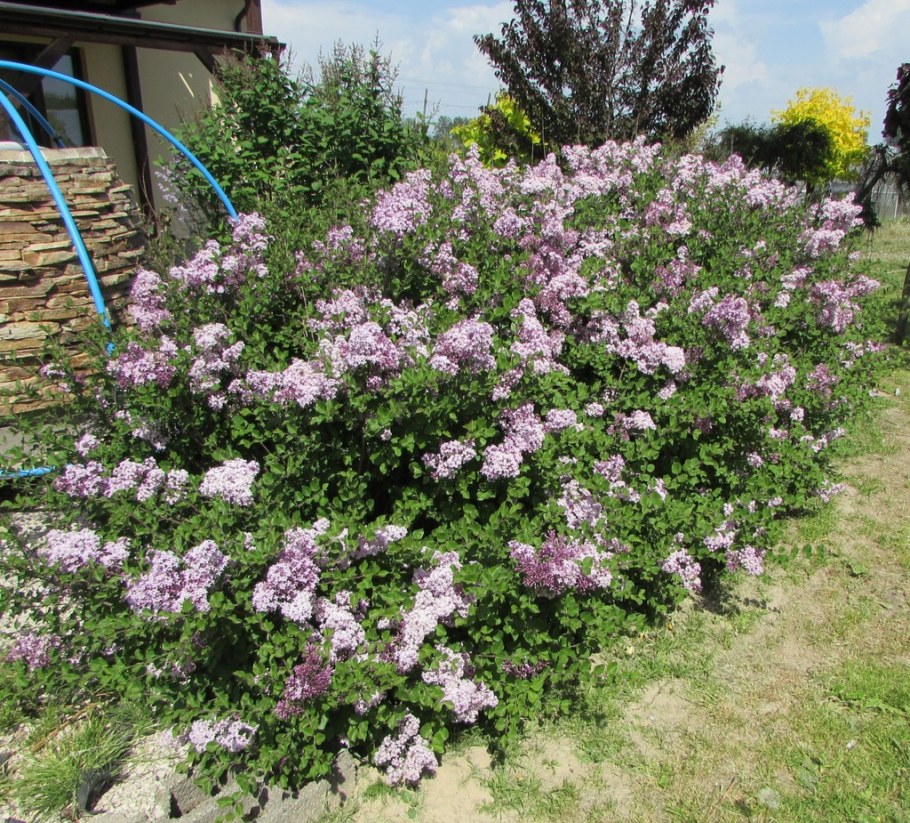 Сирень Мейера 'Palibin' ("Палибин")