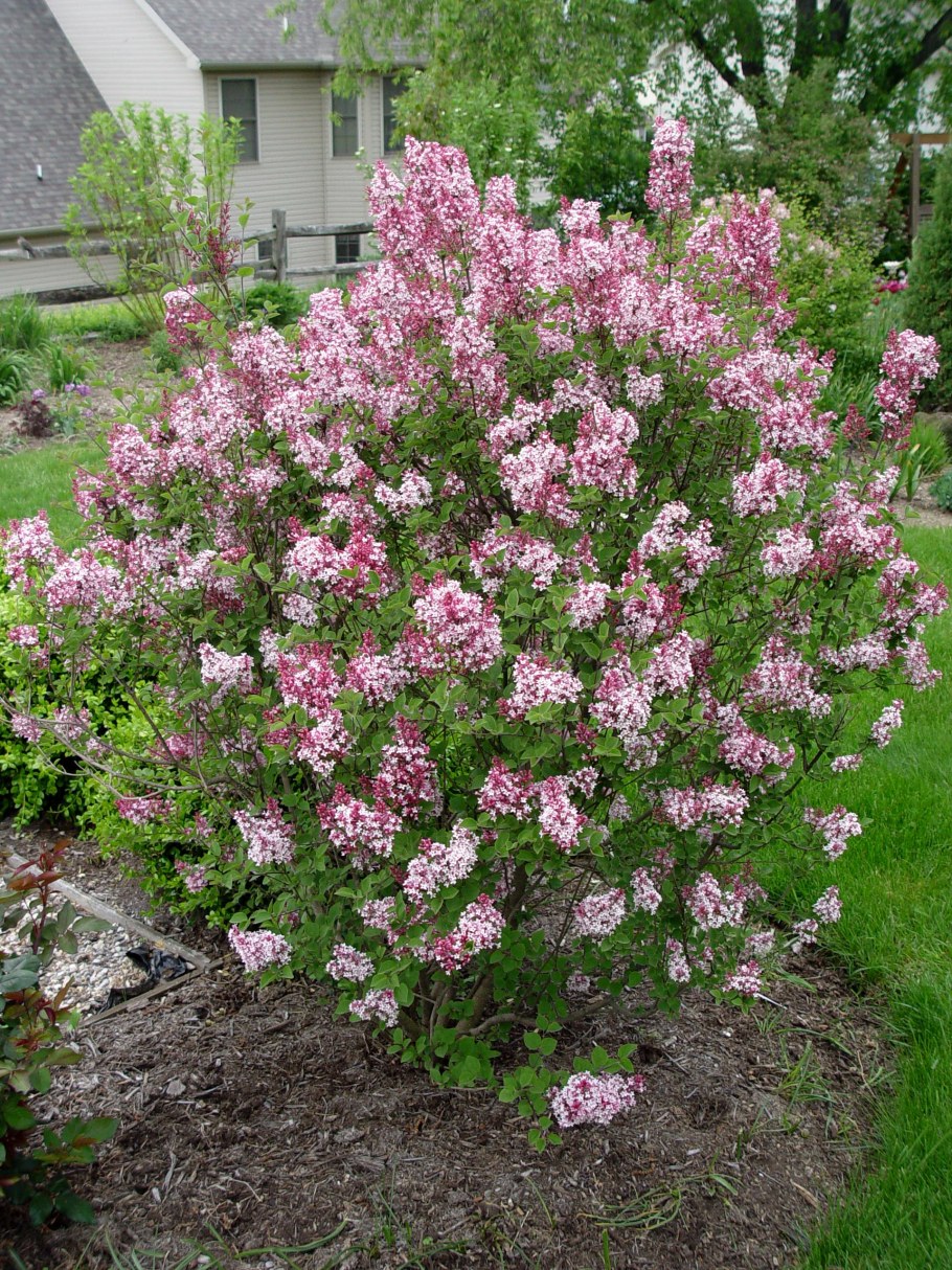 Сирень Мейера Флауэрфест Пинк