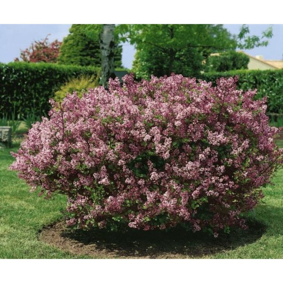 Сирень Палибин куст