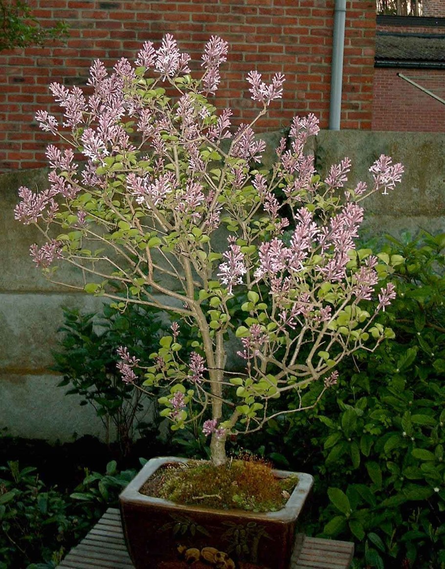 Штамбовая сирень Палибин