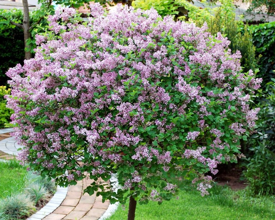 Сирень Мейера 'Palibin' ("Палибин")