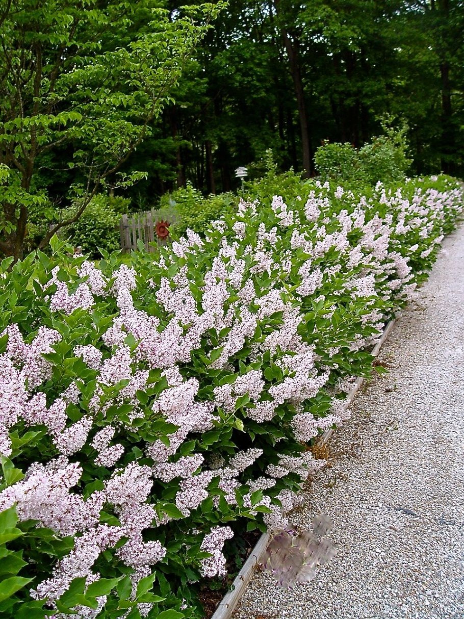 Сирень Мейера Палибин бордюрная