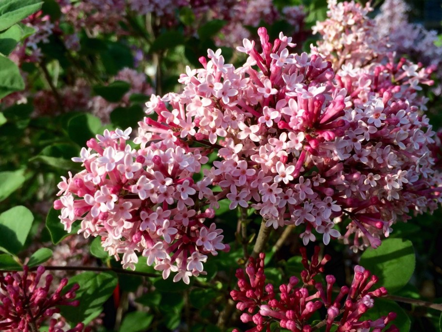 Сирень Мейера ред Пикси