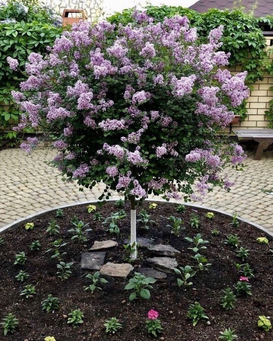 Сирень Мейера Палибин