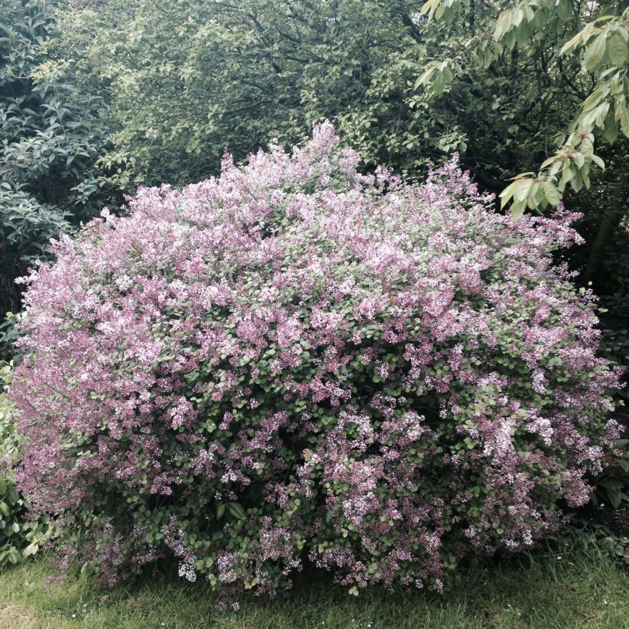 Сирень Мейера Палибин куст