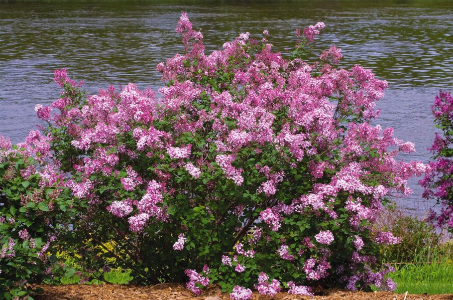 Сирень Мейера Flowerfesta Purple