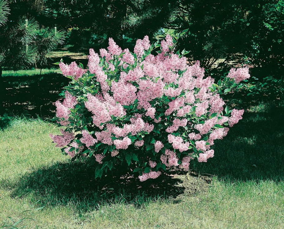 Сирень Josee Джози