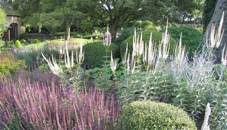 Вероникаструм виргинский альбум