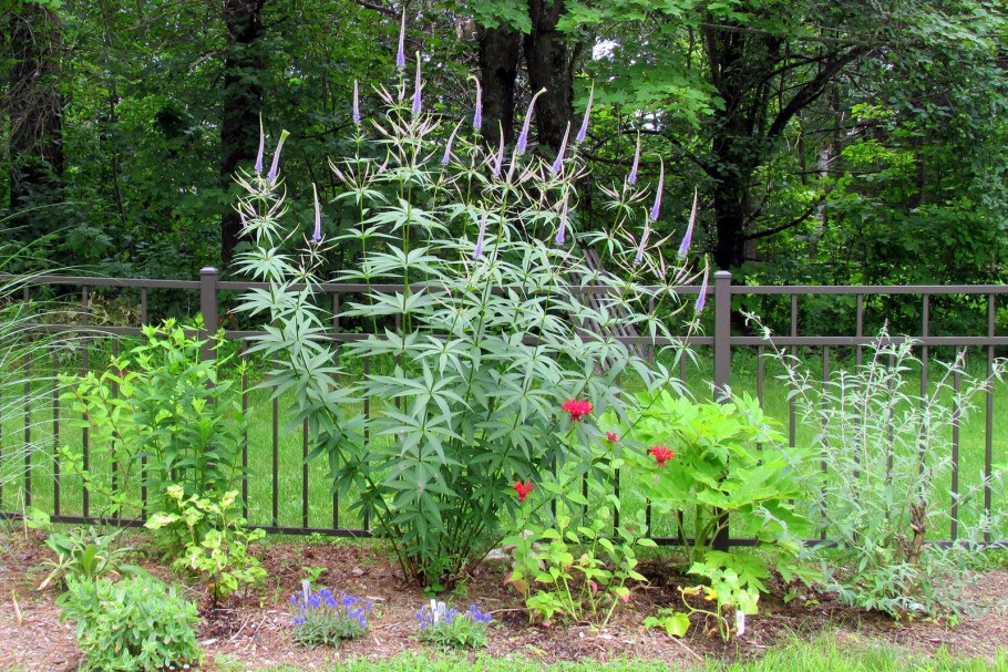 Вероникаструм виргинский Фасинейшн