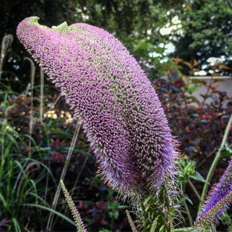 Вероникаструм Эрика (Erica)